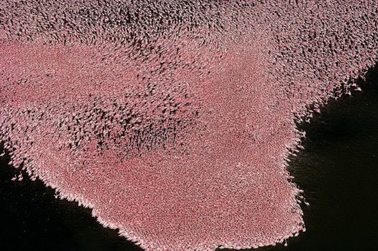 Ян Артюс-Бертран (Yann Arthus-Bertrand) - Earth from the Air