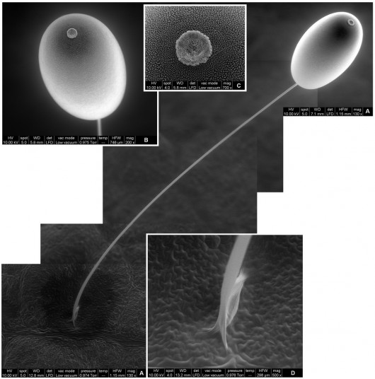 e_microscope_image_04