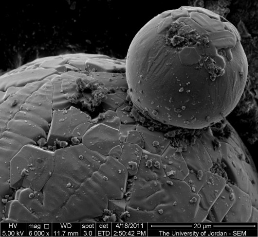 e_microscope_image_06