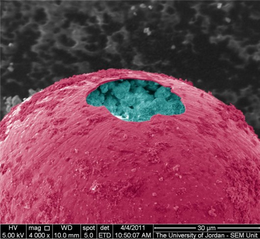 e_microscope_image_08