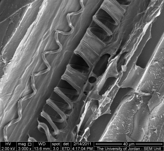 e_microscope_image_13