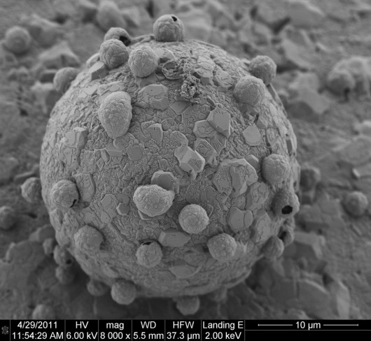 e_microscope_image_15