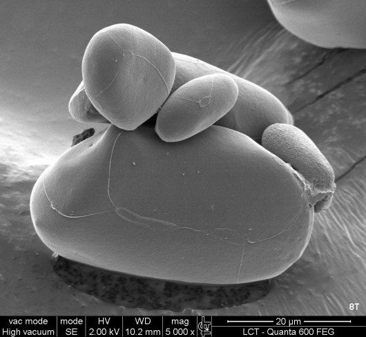e_microscope_image_17