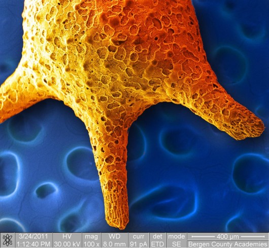 e_microscope_image_18
