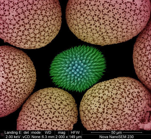 e_microscope_image_22