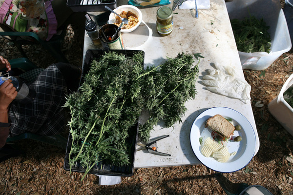 Harvest-Mathieu-Young-1
