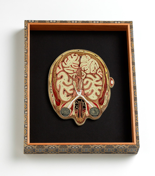 anatomy-5