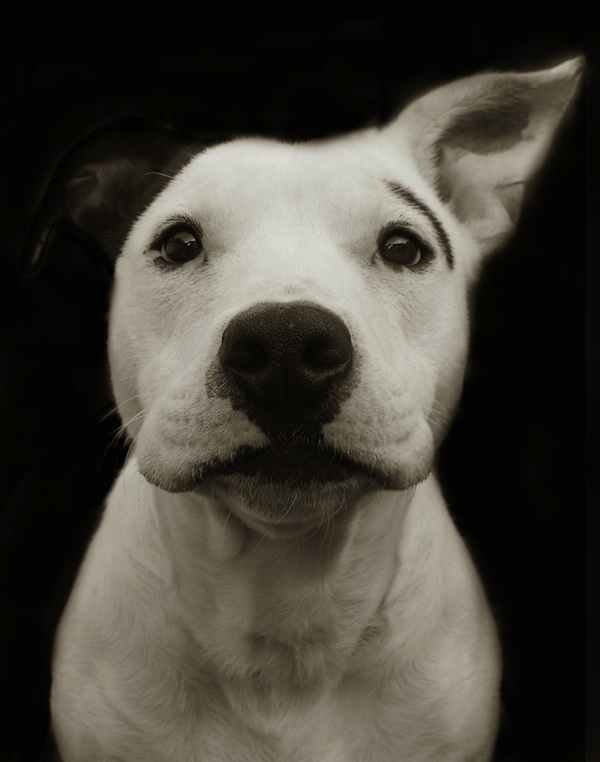shelterdogs_01