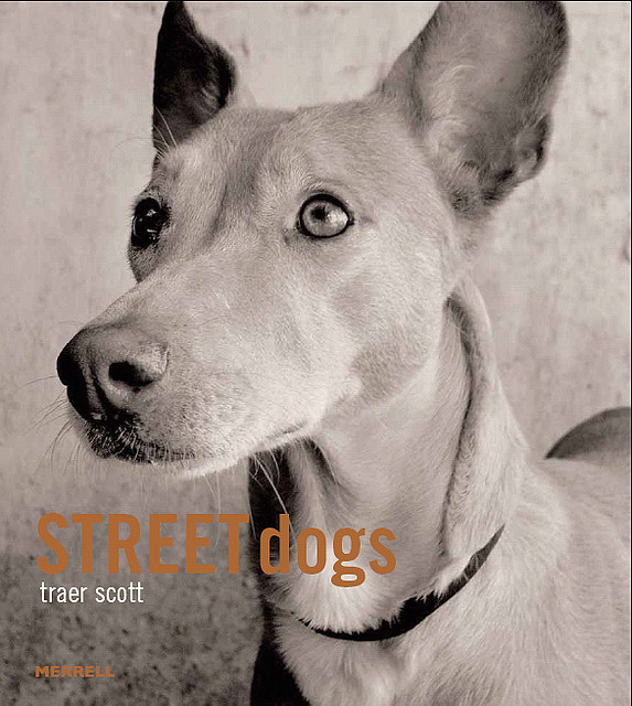 street_dogs_0