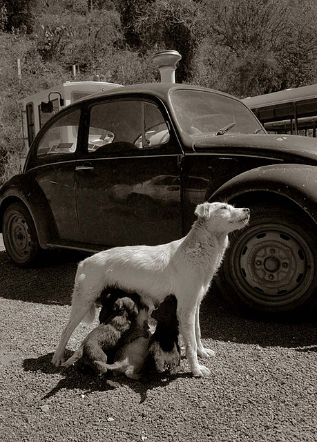street_dogs_4