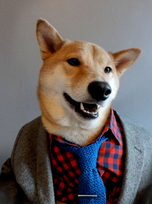 doggy3